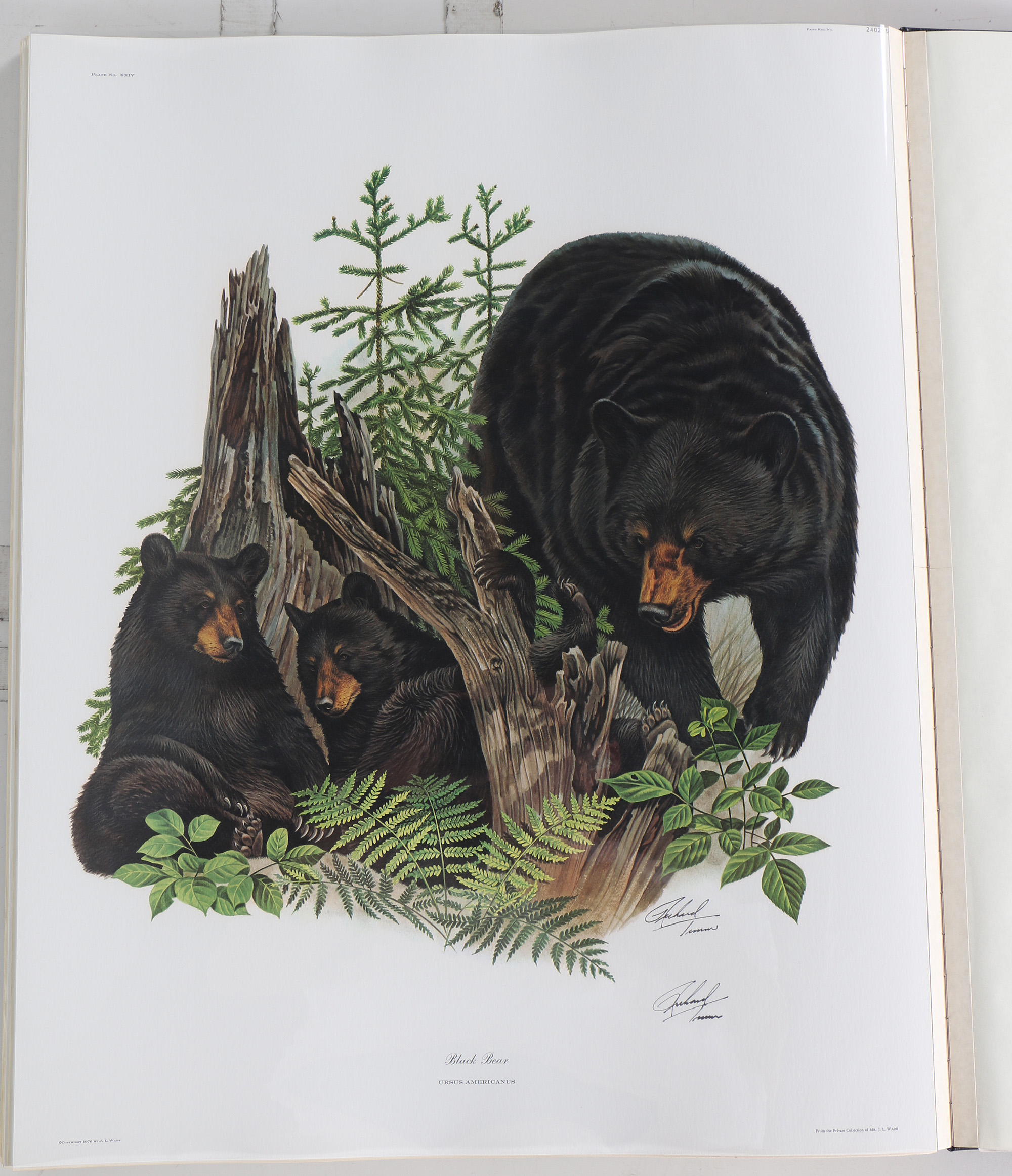 Richard Timm Offset Lithographs "Mammals of North America" Portfolio
