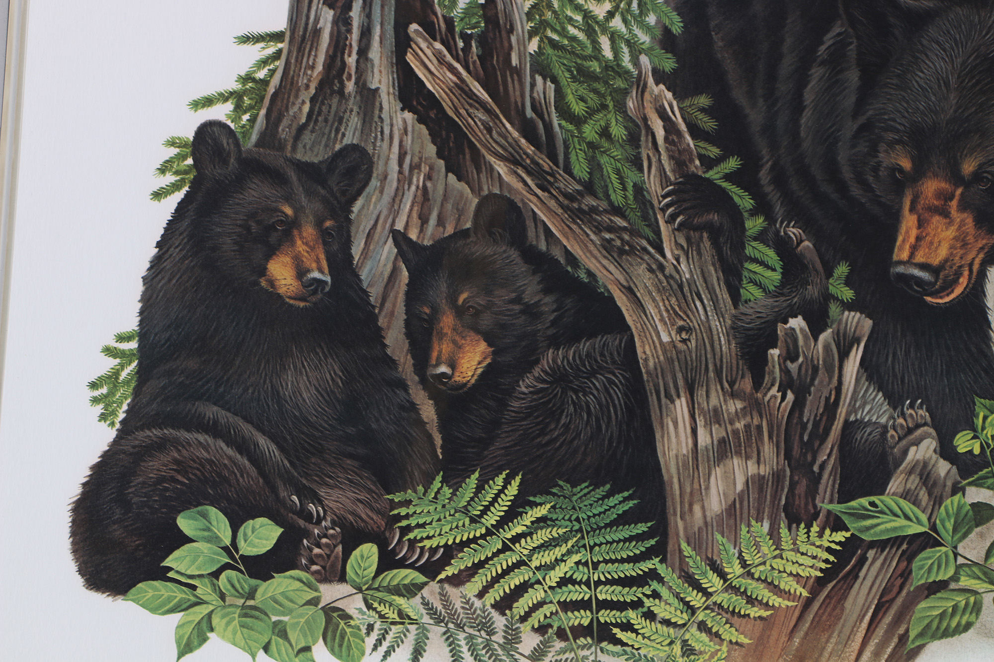 Richard Timm Offset Lithographs "Mammals of North America" Portfolio