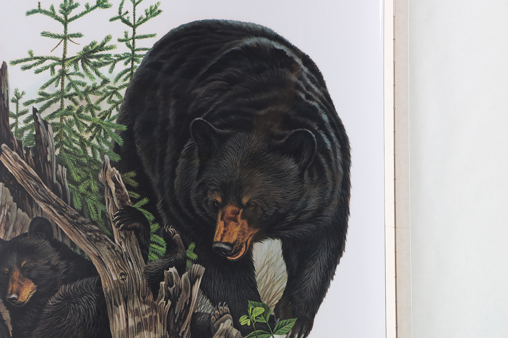 Richard Timm Offset Lithographs "Mammals of North America" Portfolio