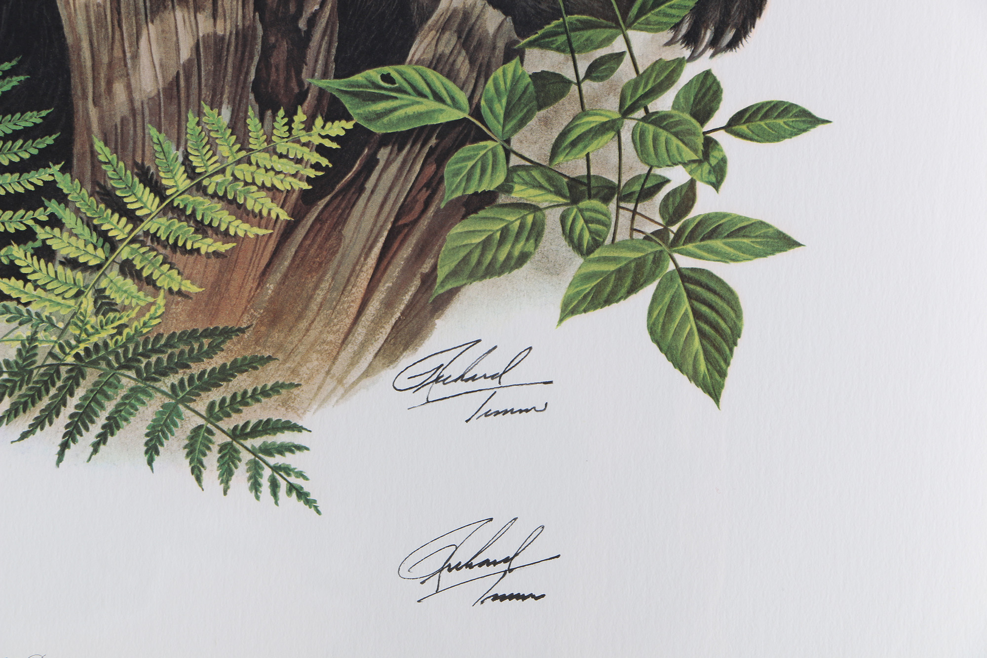 Richard Timm Offset Lithographs "Mammals of North America" Portfolio