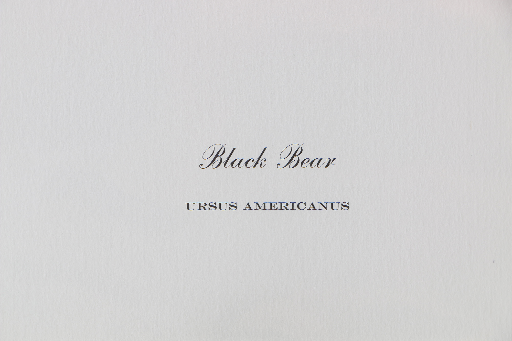 Richard Timm Offset Lithographs "Mammals of North America" Portfolio