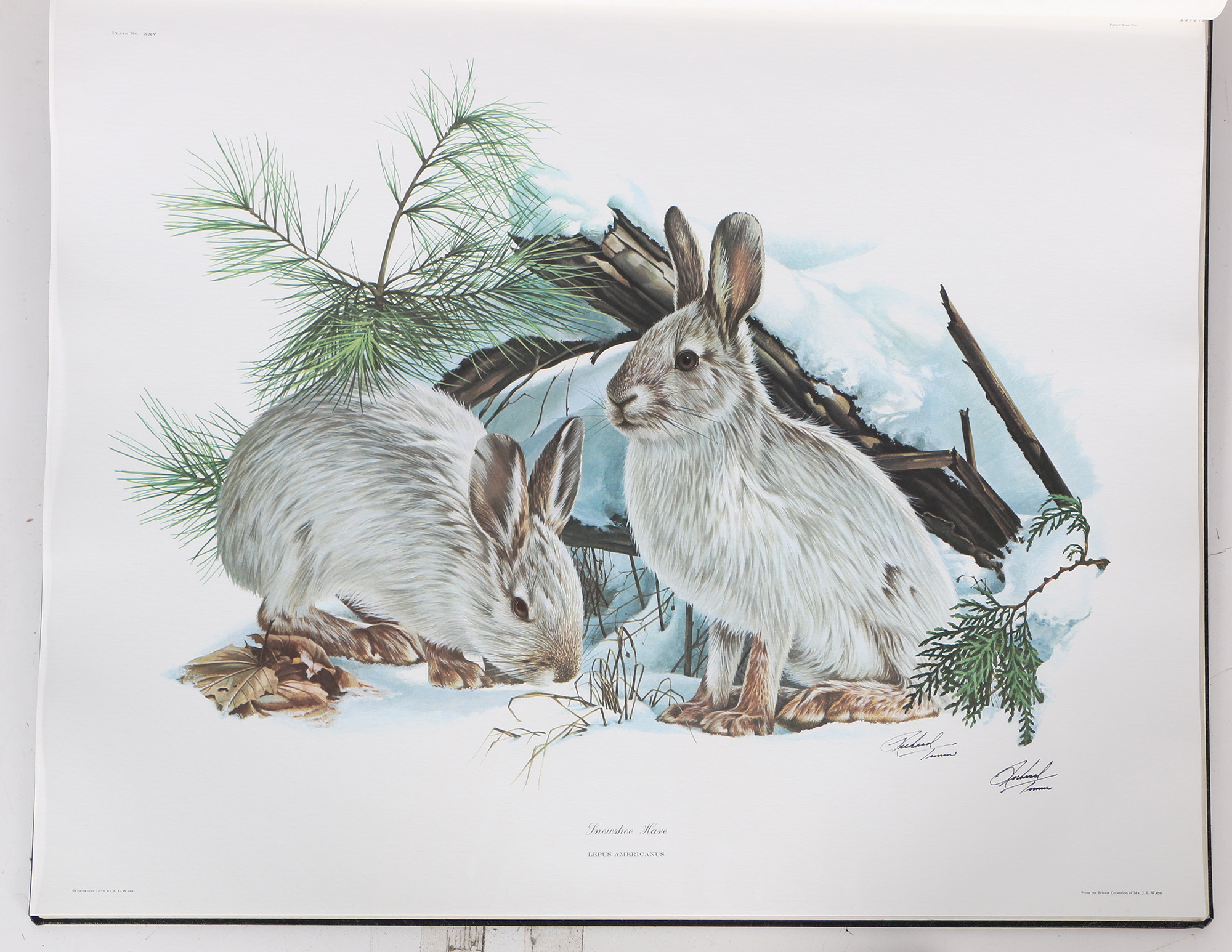 Richard Timm Offset Lithographs "Mammals of North America" Portfolio