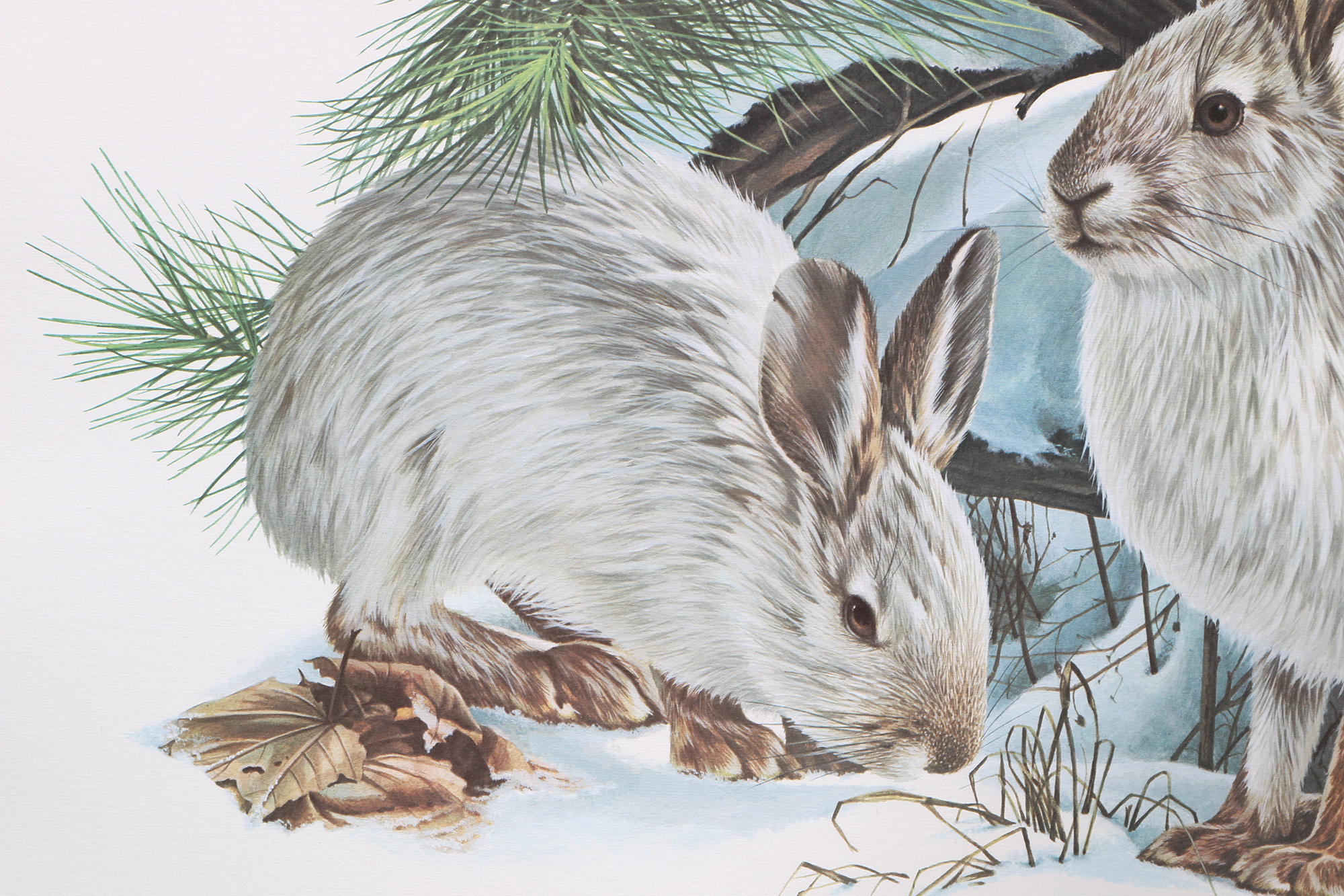 Richard Timm Offset Lithographs "Mammals of North America" Portfolio