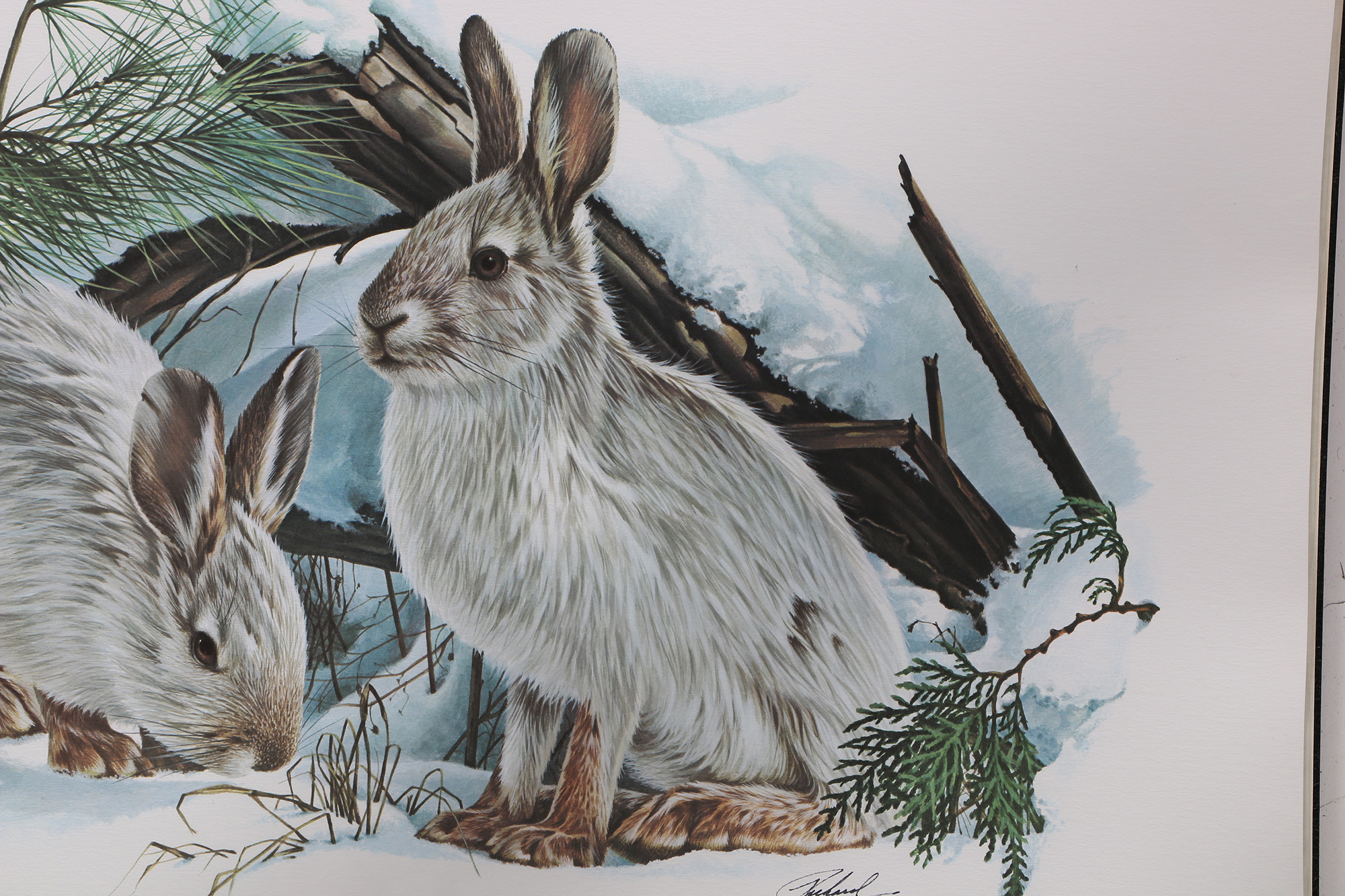 Richard Timm Offset Lithographs "Mammals of North America" Portfolio