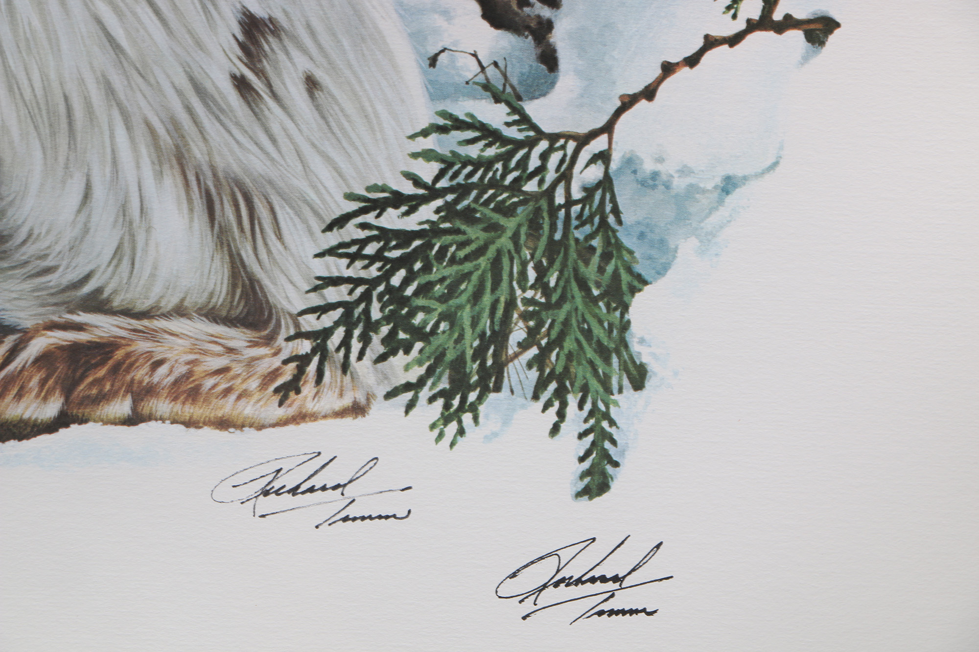 Richard Timm Offset Lithographs "Mammals of North America" Portfolio