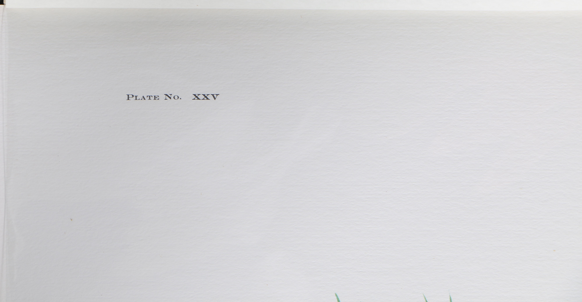 Richard Timm Offset Lithographs "Mammals of North America" Portfolio