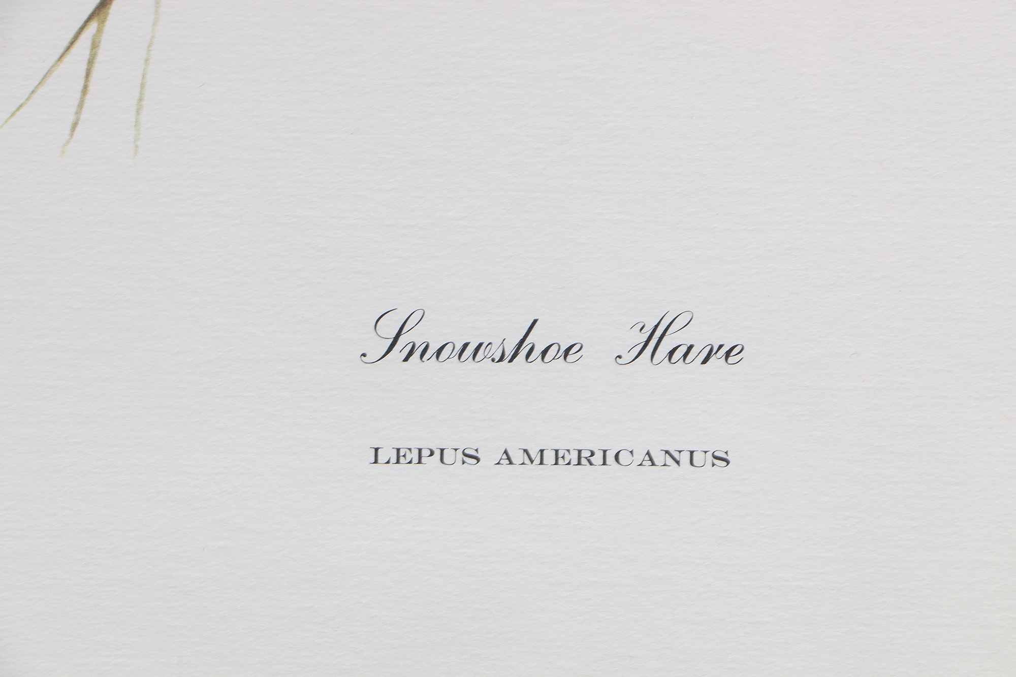 Richard Timm Offset Lithographs "Mammals of North America" Portfolio