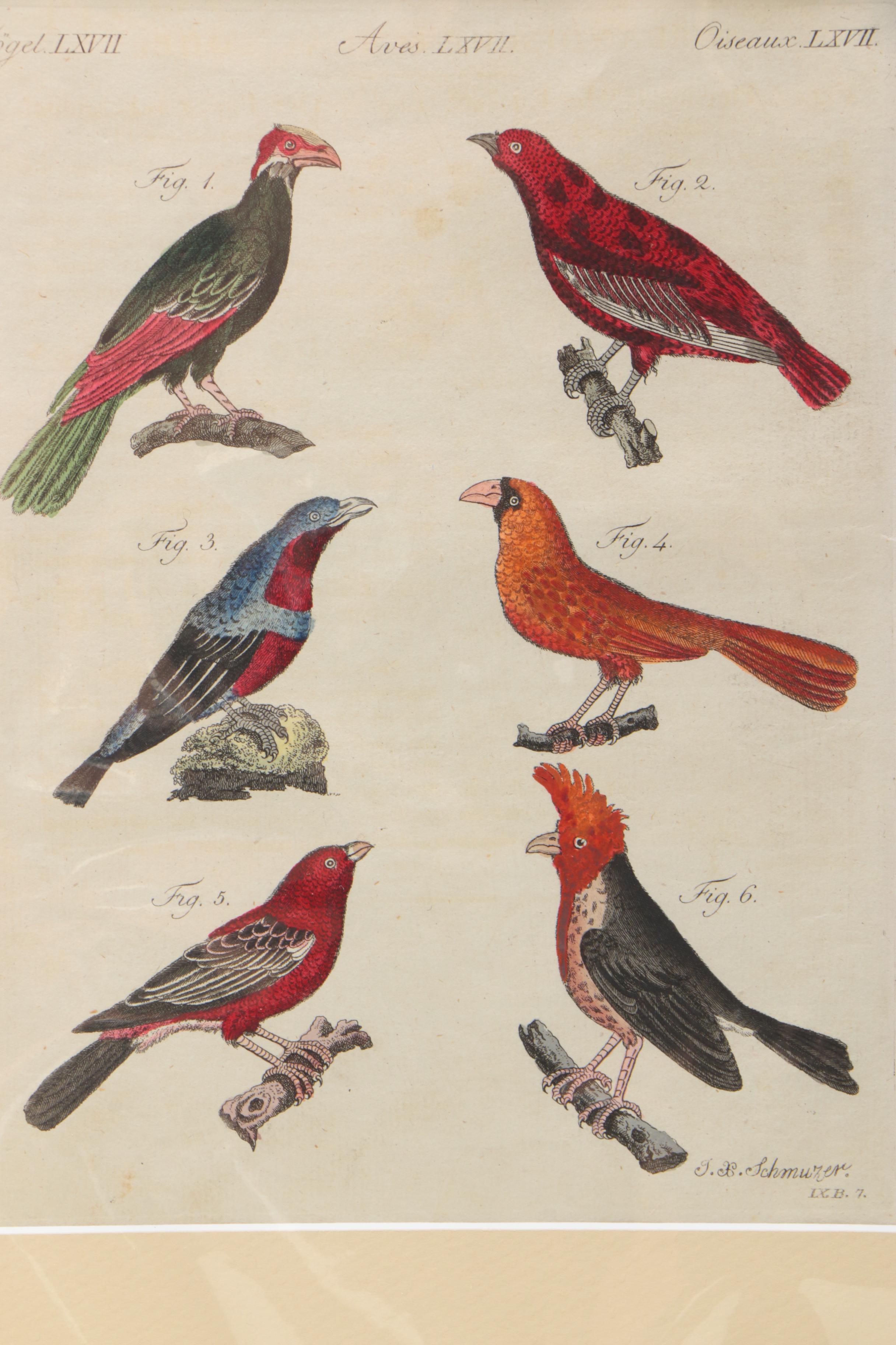 Hand-Colored Engraving After J.X. Schmuzer From "Bilderbuch für Kinder"