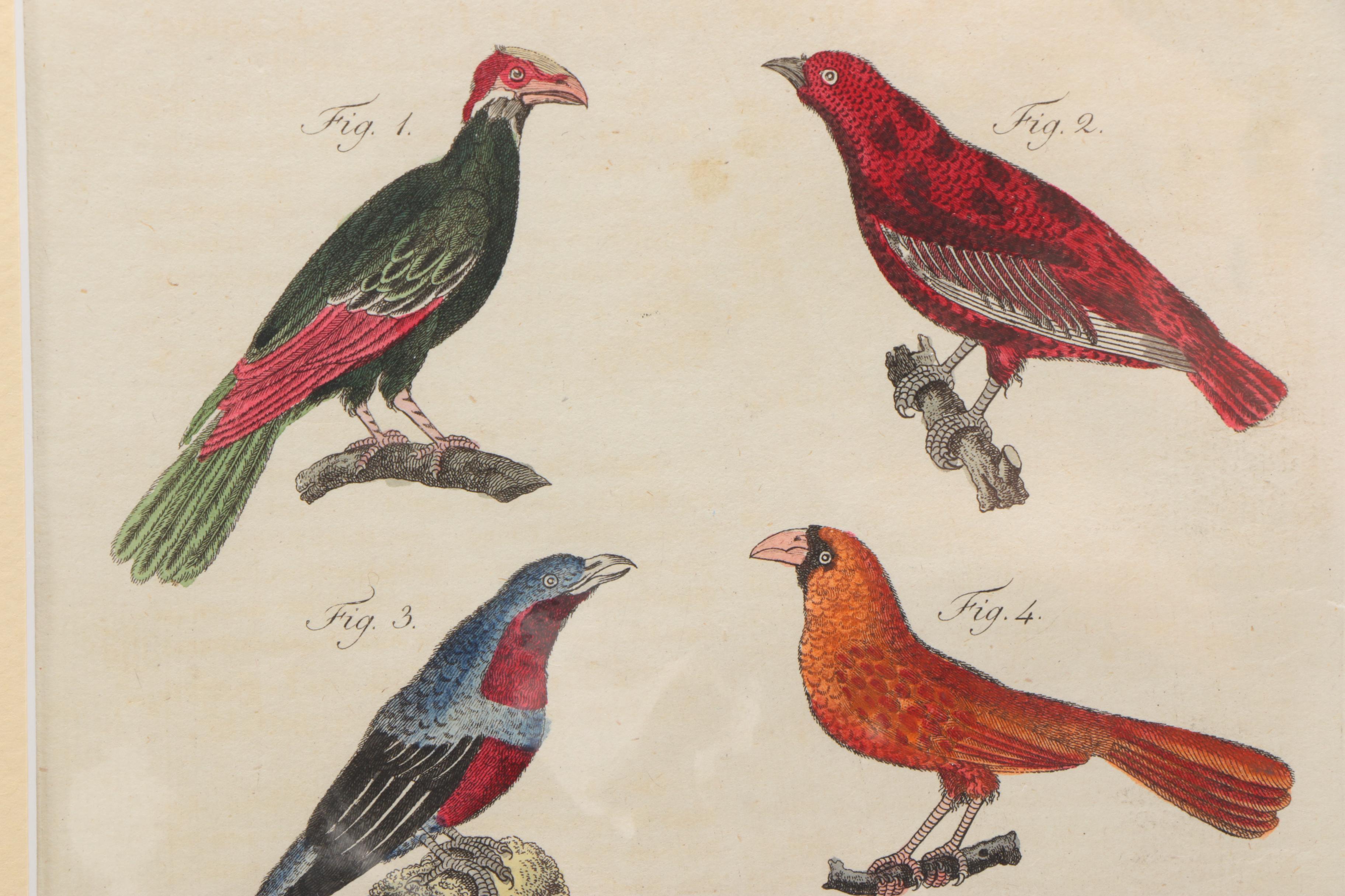 Hand-Colored Engraving After J.X. Schmuzer From "Bilderbuch für Kinder"