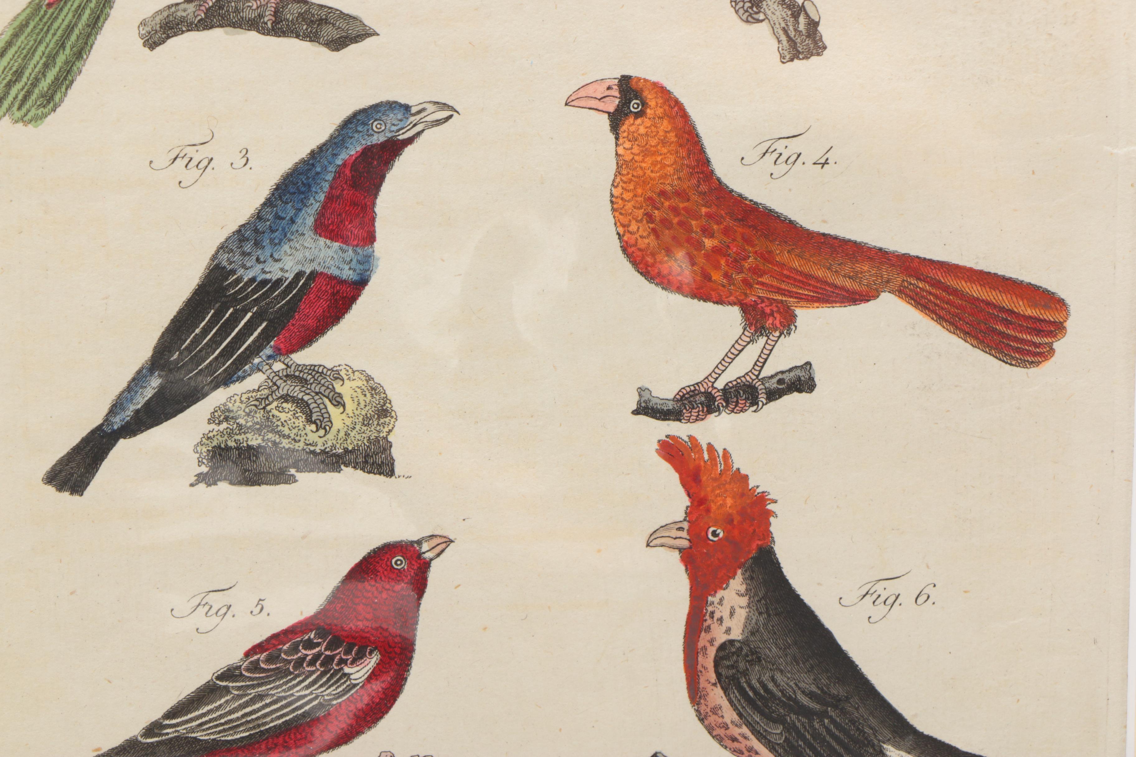 Hand-Colored Engraving After J.X. Schmuzer From "Bilderbuch für Kinder"