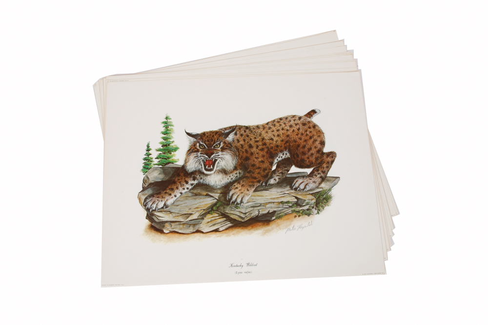 Mike Reynolds Offset Lithographs "Kentucky Wildcat"
