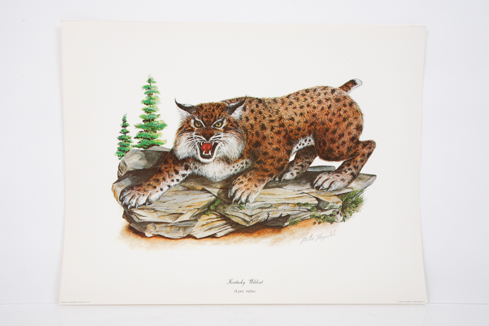 Mike Reynolds Offset Lithographs "Kentucky Wildcat"