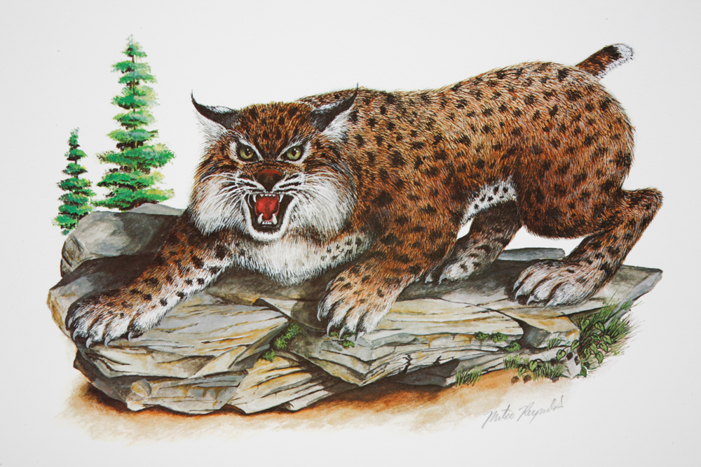 Mike Reynolds Offset Lithographs "Kentucky Wildcat"