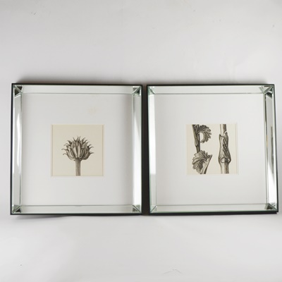 Wisteria Framed Botanical Drawings After Karl Blossfeldt