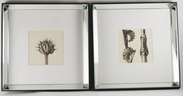 Wisteria Framed Botanical Drawings After Karl Blossfeldt