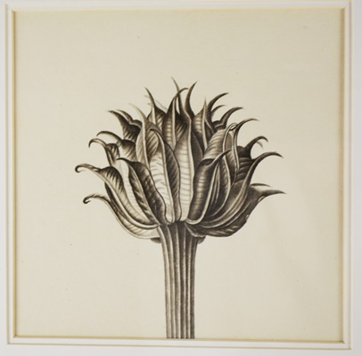 Wisteria Framed Botanical Drawings After Karl Blossfeldt