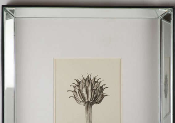 Wisteria Framed Botanical Drawings After Karl Blossfeldt