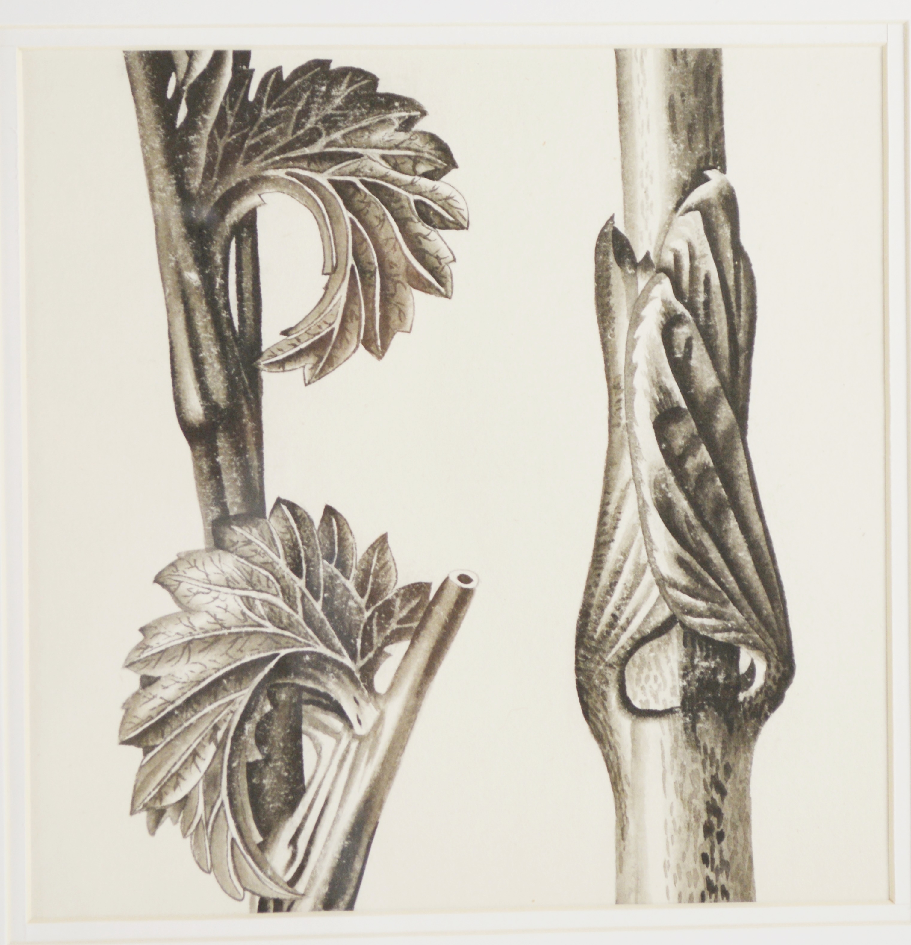 Wisteria Framed Botanical Drawings After Karl Blossfeldt