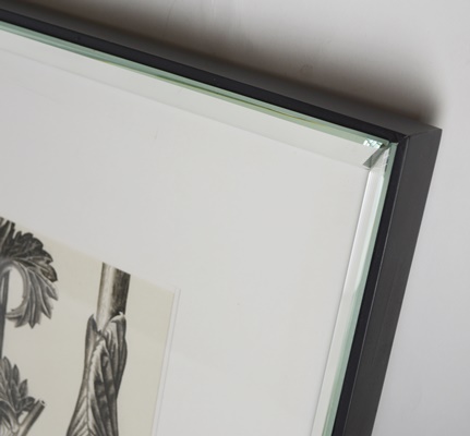 Wisteria Framed Botanical Drawings After Karl Blossfeldt