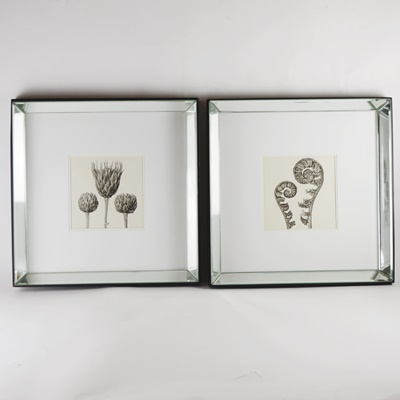 Wisteria Framed Botanical Drawings After Karl Blossfeldt