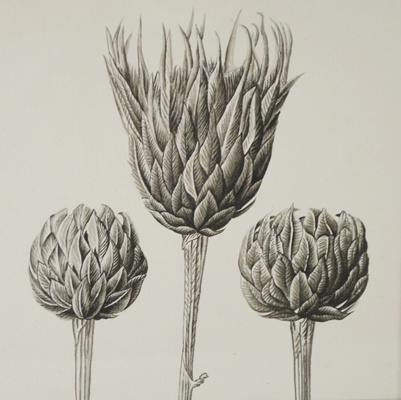 Wisteria Framed Botanical Drawings After Karl Blossfeldt