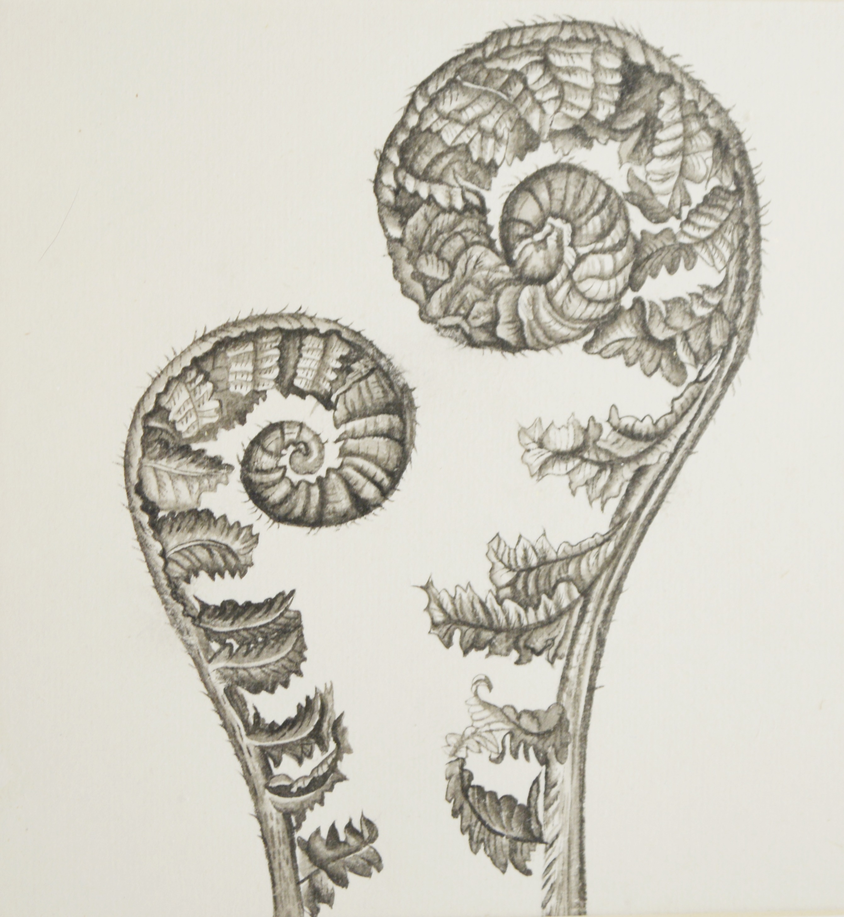 Wisteria Framed Botanical Drawings After Karl Blossfeldt