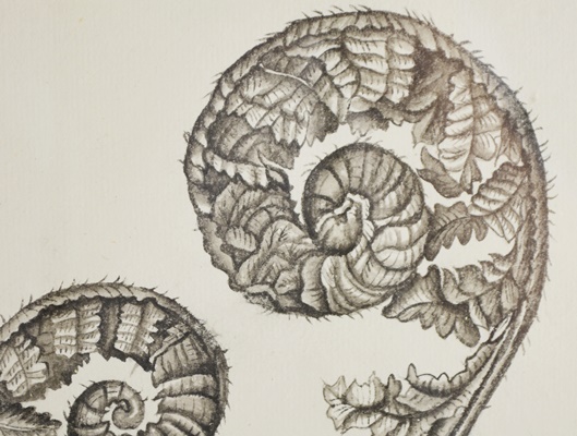 Wisteria Framed Botanical Drawings After Karl Blossfeldt