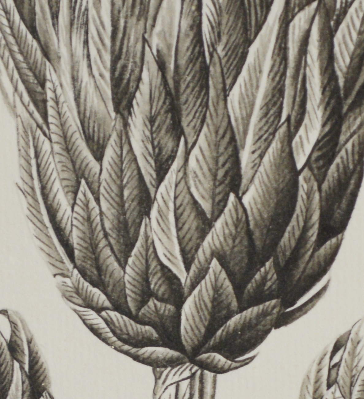 Wisteria Framed Botanical Drawings After Karl Blossfeldt