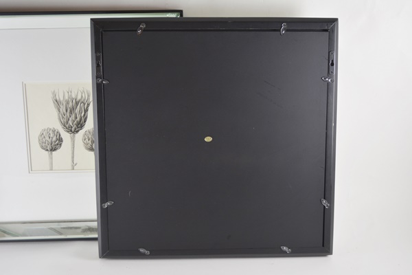 Wisteria Framed Botanical Drawings After Karl Blossfeldt