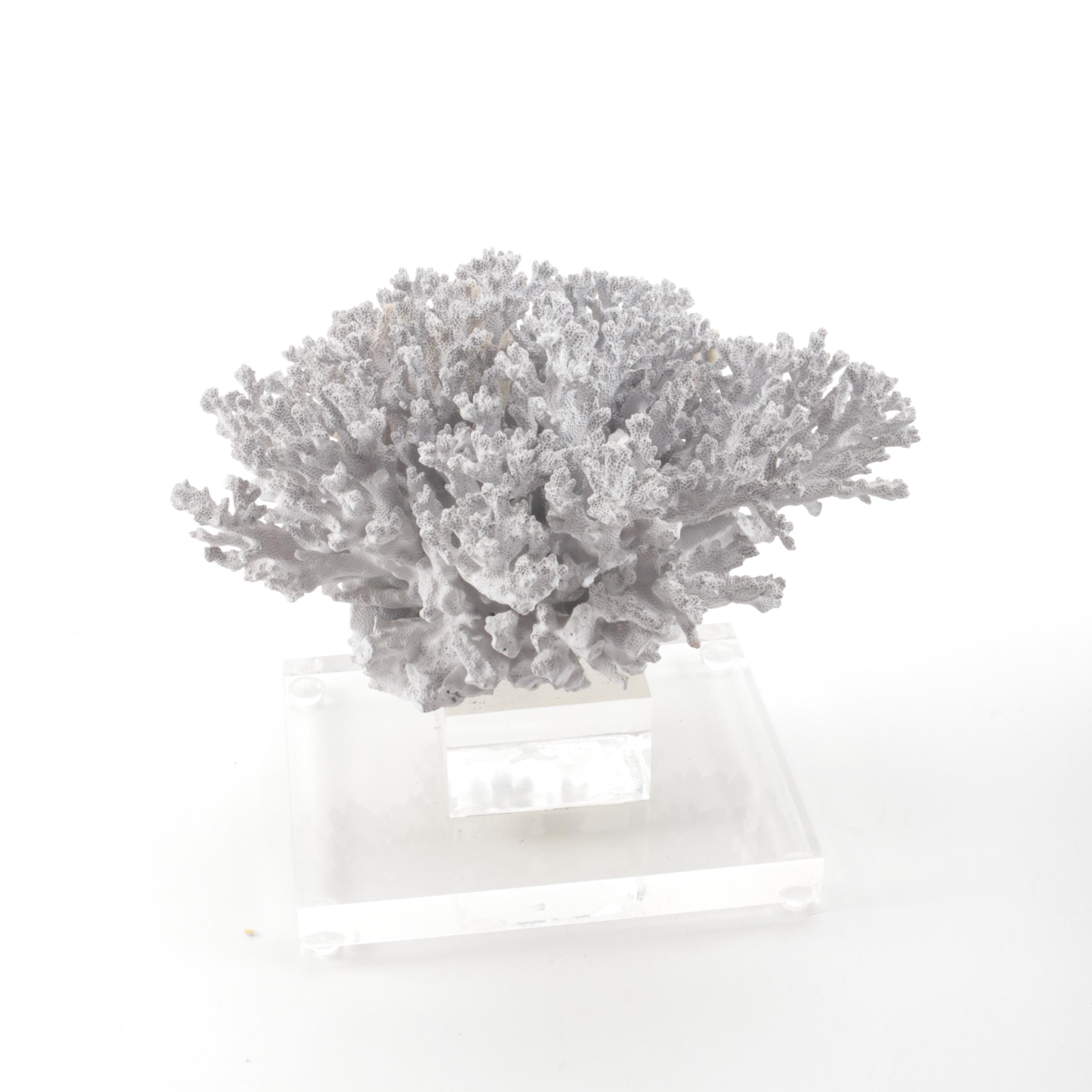 Recent Scleractinian Coral Specimen