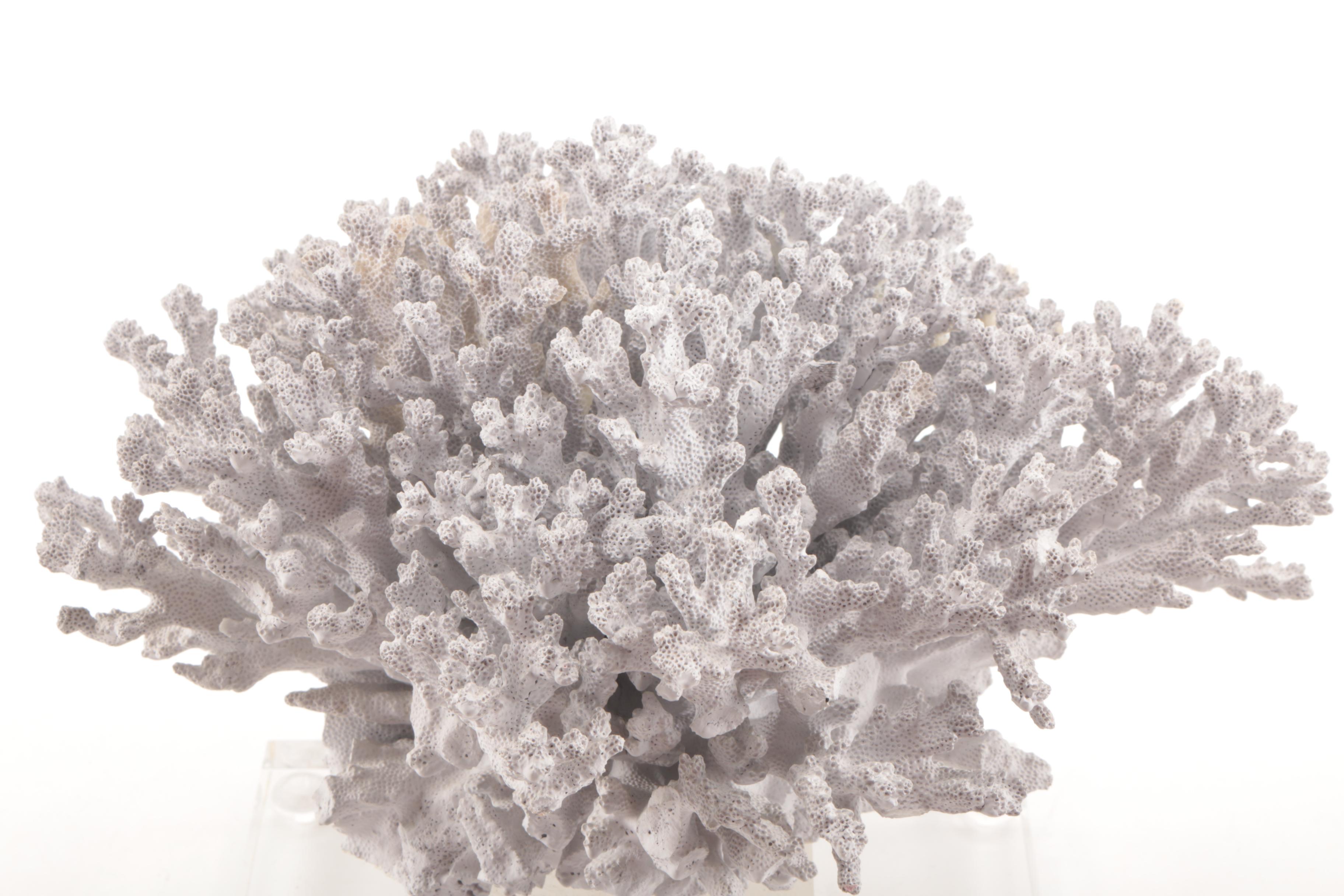 Recent Scleractinian Coral Specimen