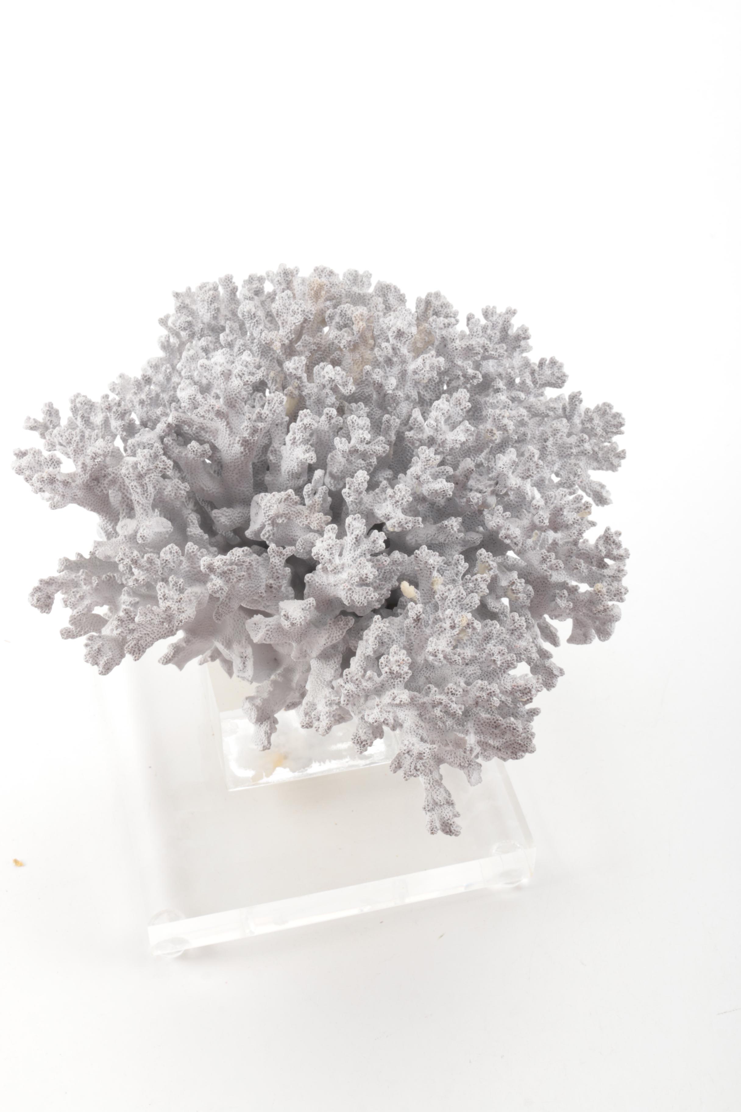Recent Scleractinian Coral Specimen