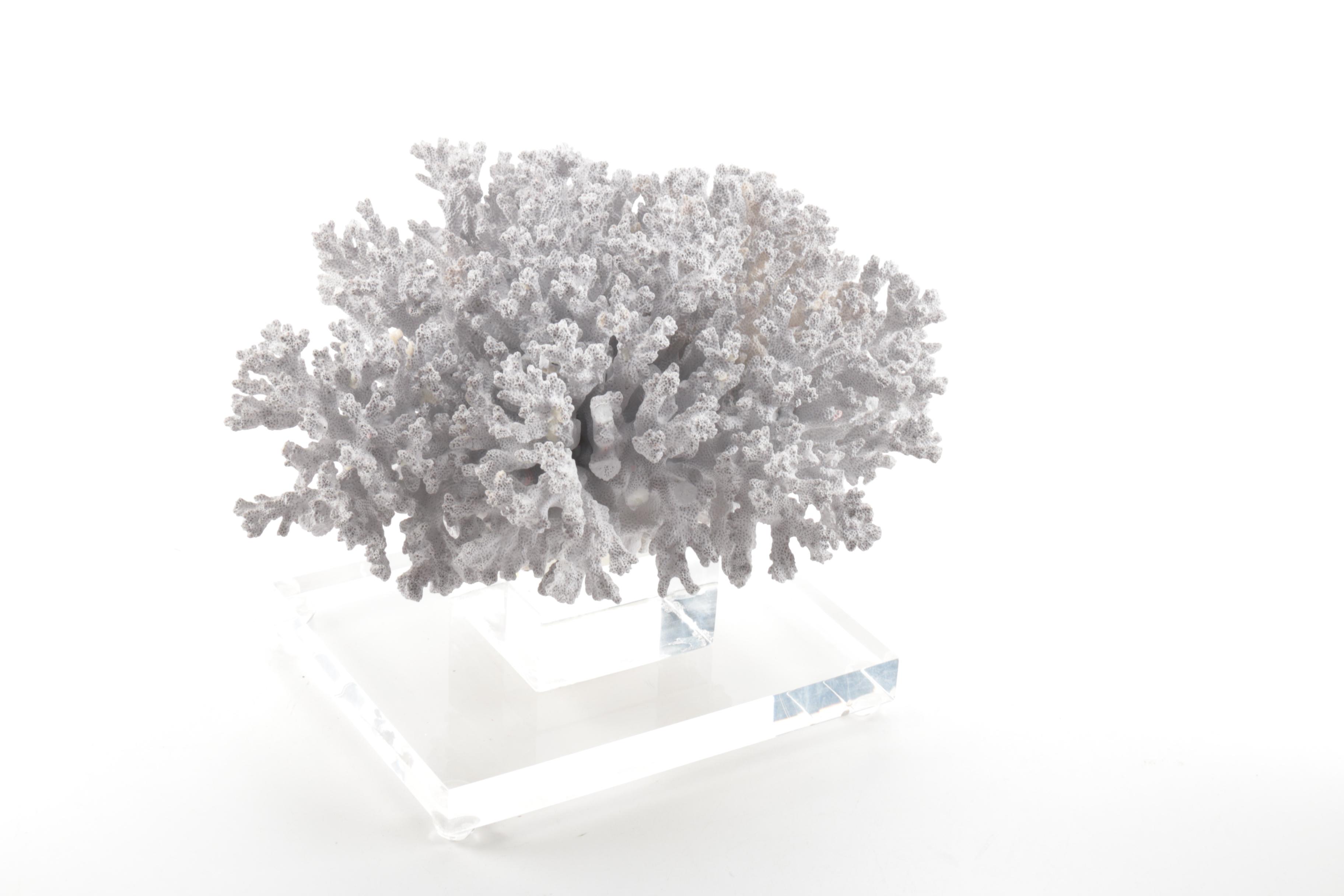 Recent Scleractinian Coral Specimen