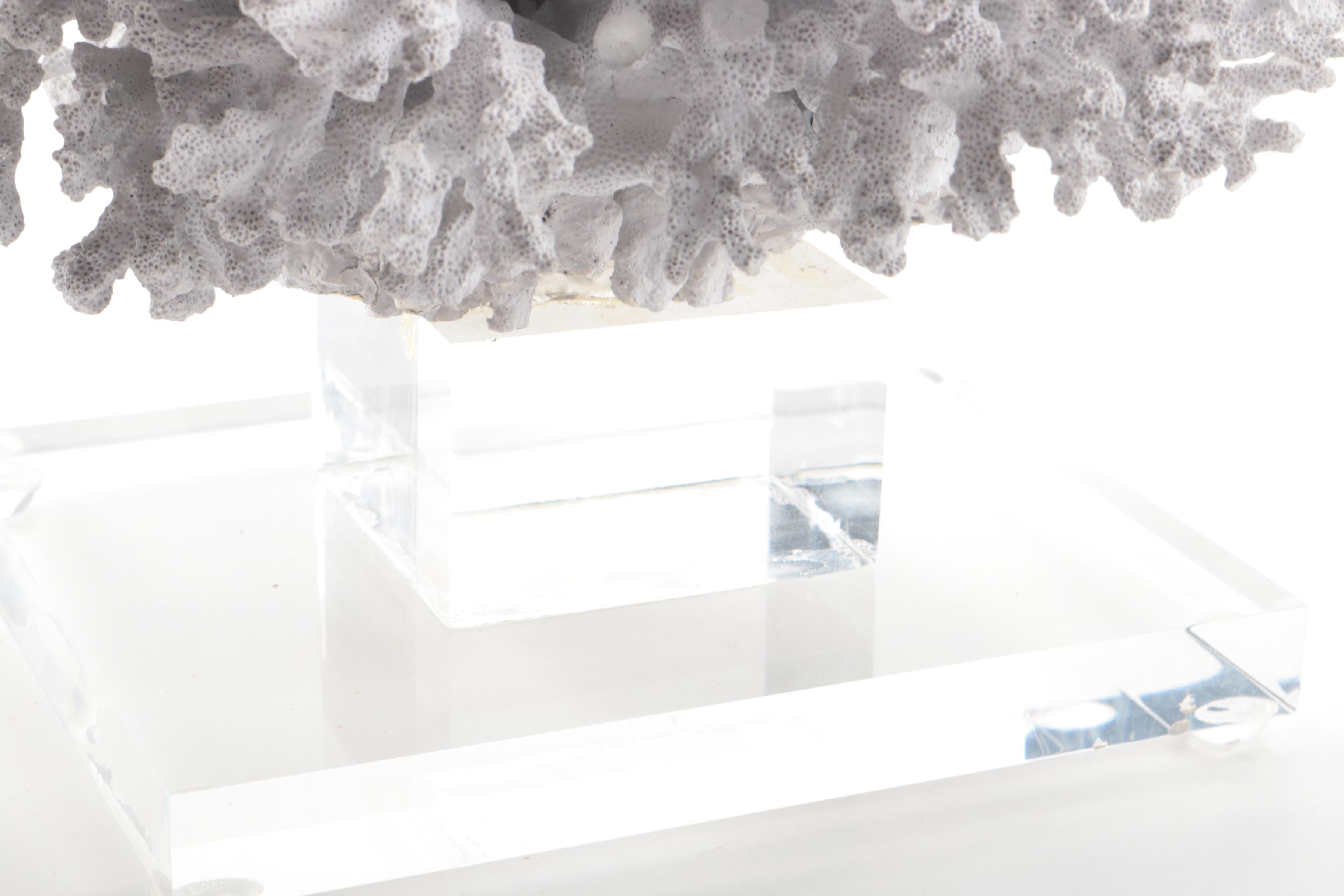 Recent Scleractinian Coral Specimen