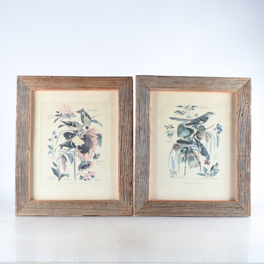 Framed Offset Lithographs of Birds after Arthur Singer
