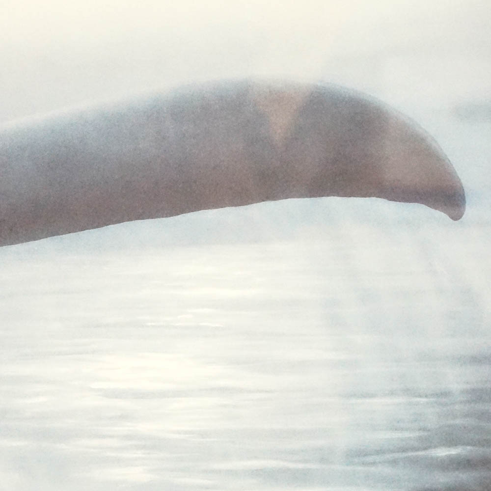 Robert Wyland Limited Edition Offset Lithograph "Tails of Great Whales"