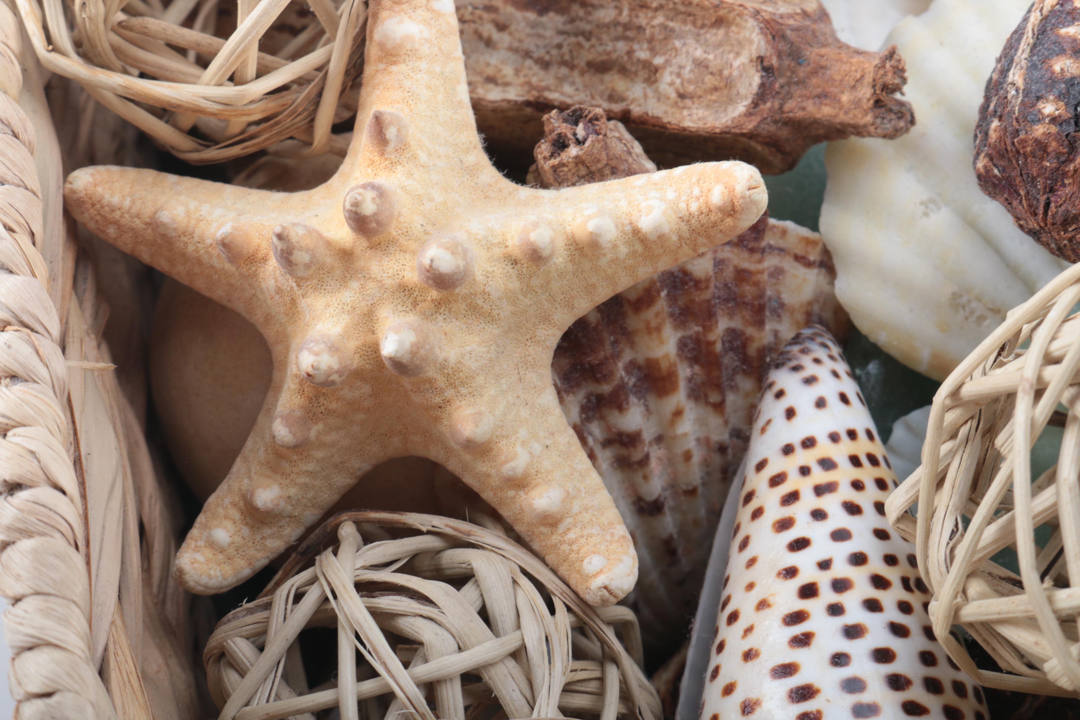 Assortment of Beach Themed Decor