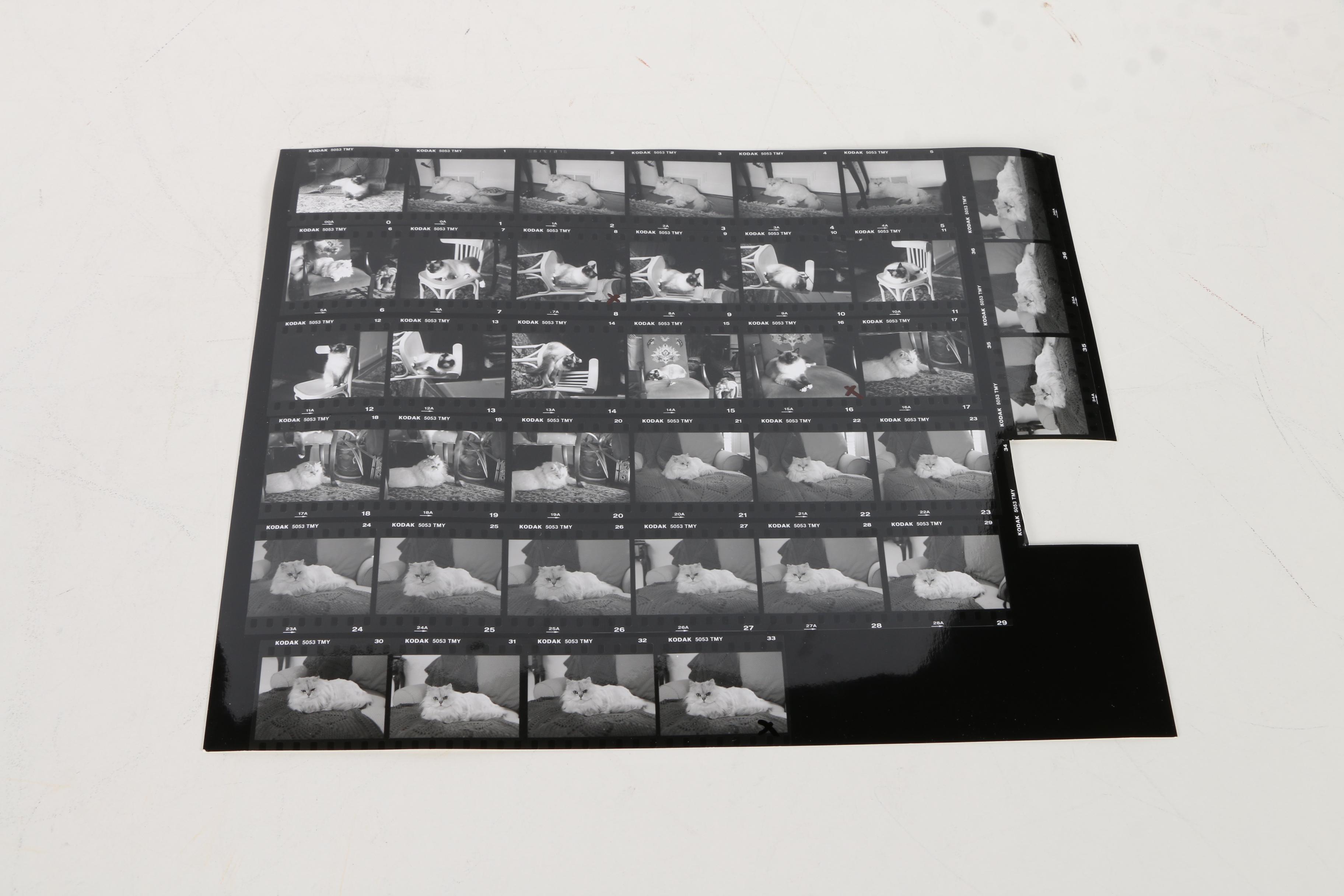 Patricia Hansen Oil Paintings on Mounted Paper "Verity" and "Cabot Magnificat", With Source Photo Contact Sheets