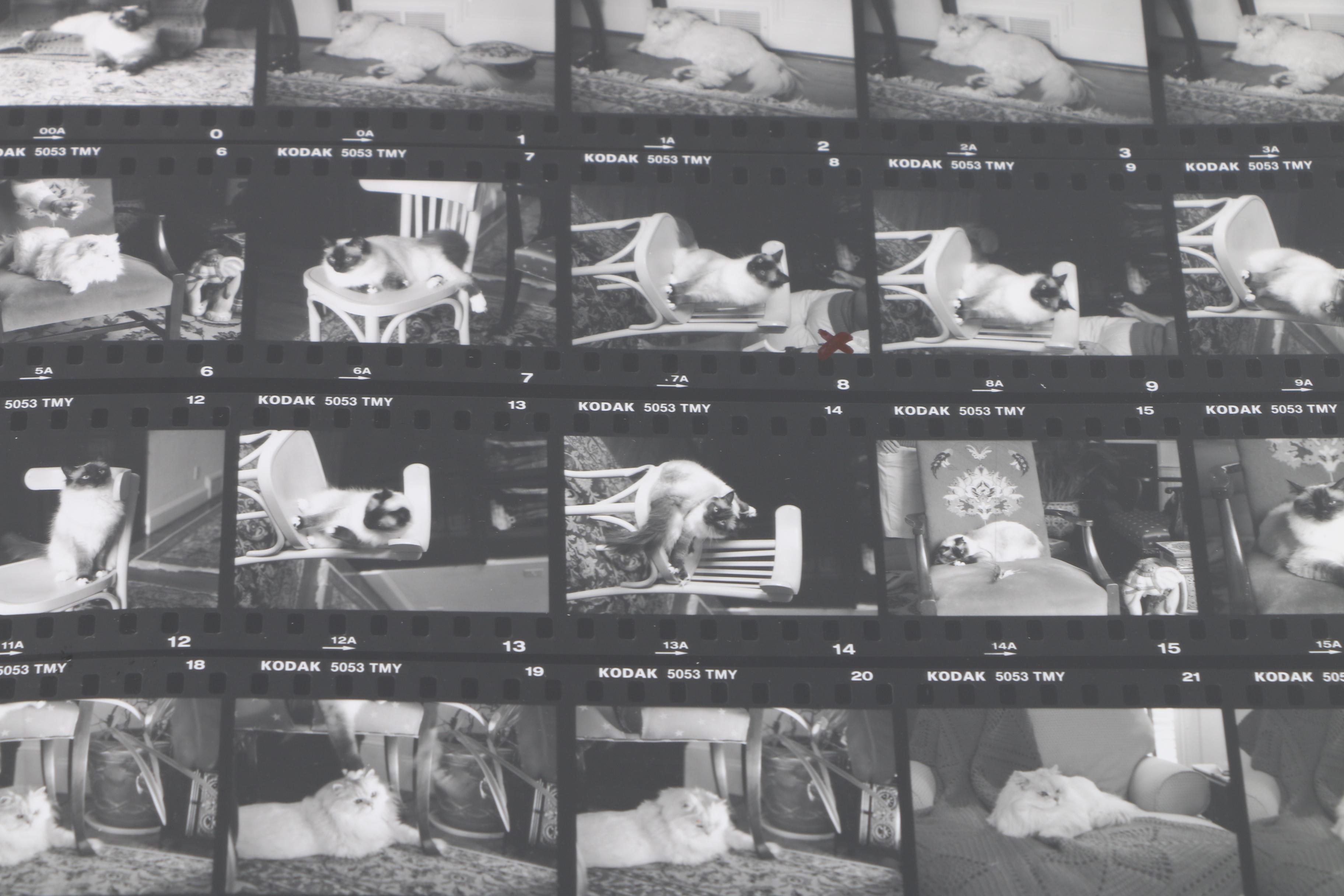 Patricia Hansen Oil Paintings on Mounted Paper "Verity" and "Cabot Magnificat", With Source Photo Contact Sheets