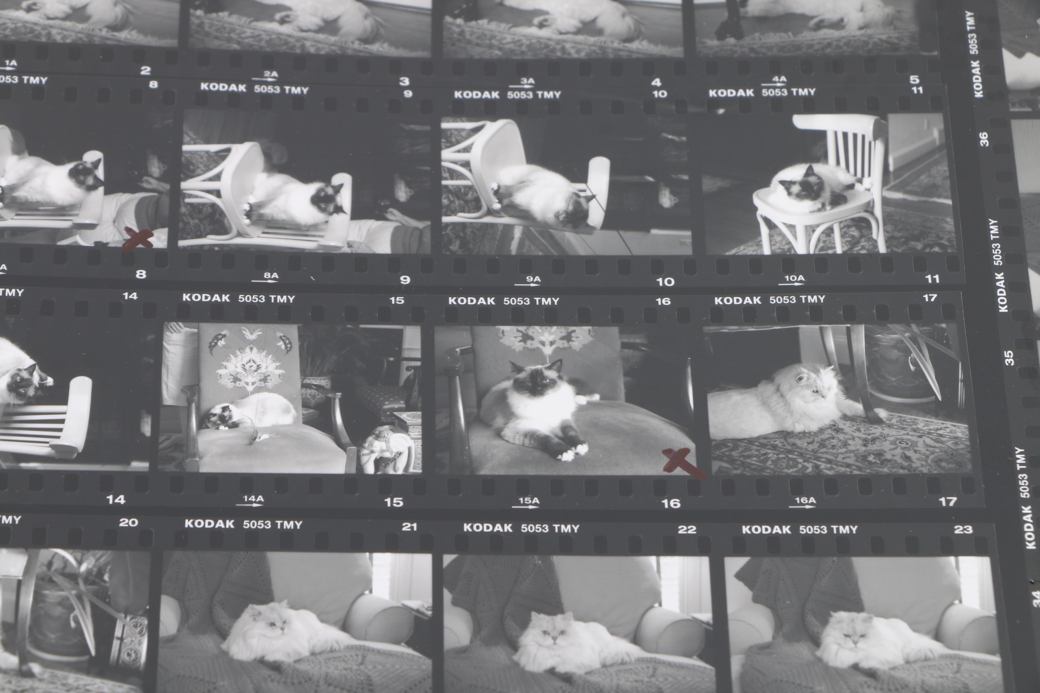 Patricia Hansen Oil Paintings on Mounted Paper "Verity" and "Cabot Magnificat", With Source Photo Contact Sheets