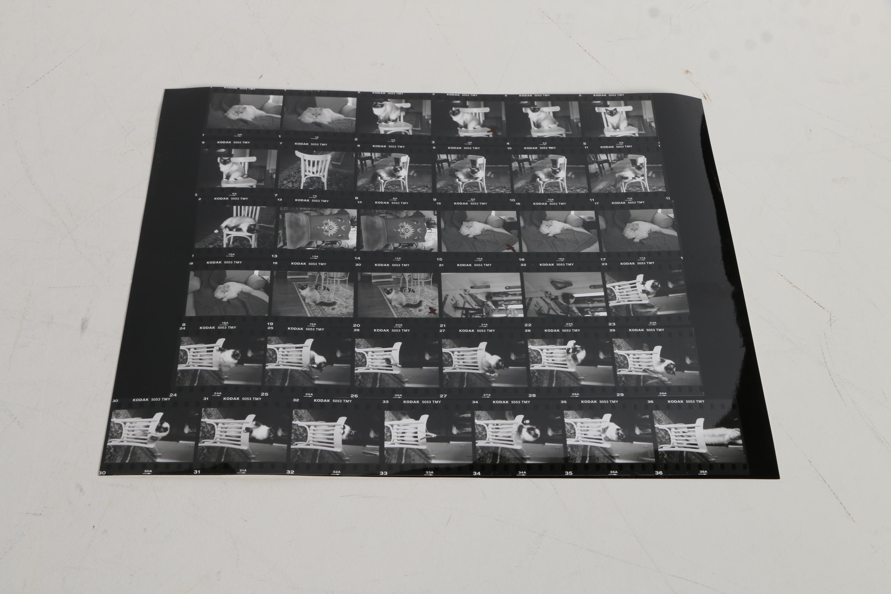 Patricia Hansen Oil Paintings on Mounted Paper "Verity" and "Cabot Magnificat", With Source Photo Contact Sheets