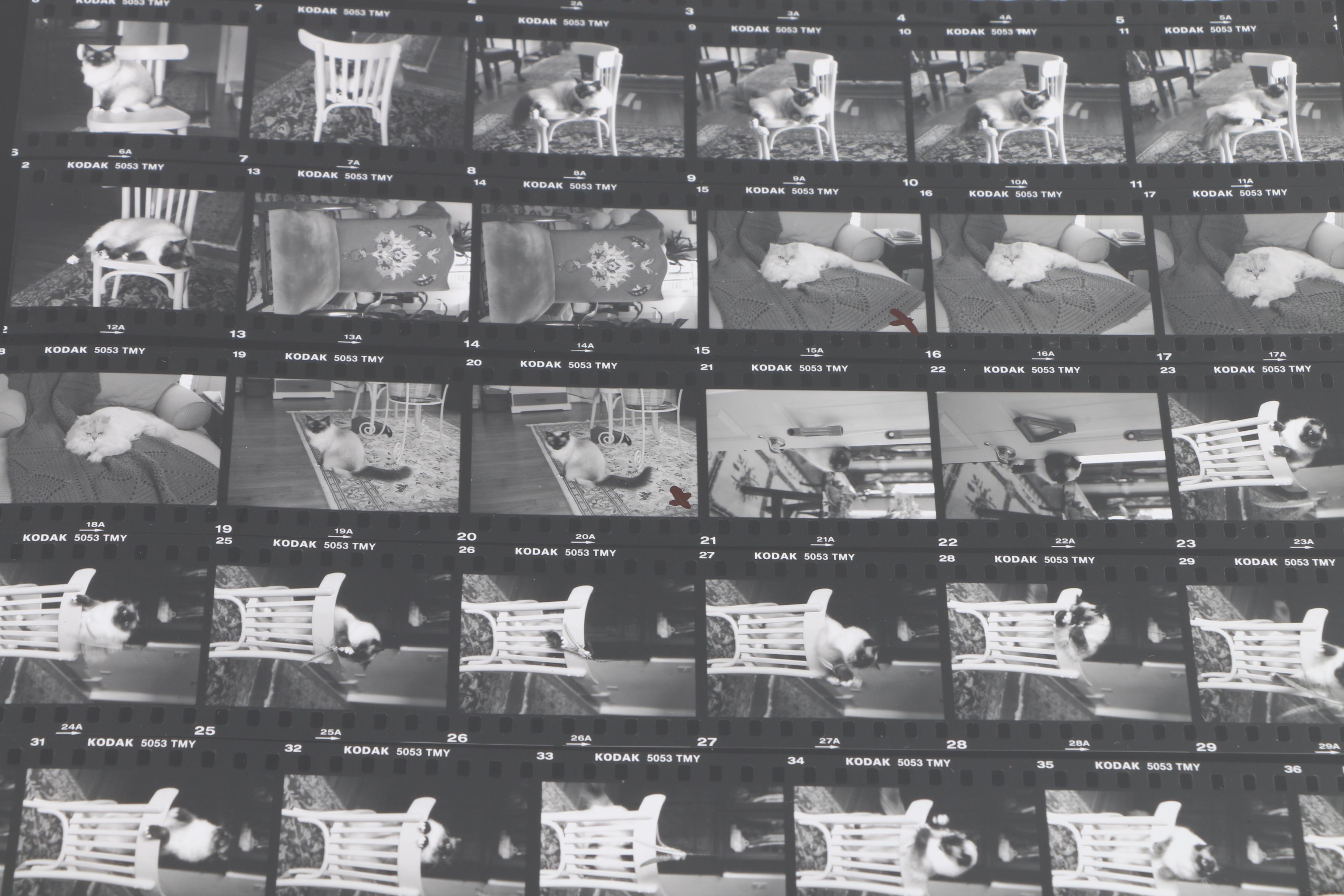 Patricia Hansen Oil Paintings on Mounted Paper "Verity" and "Cabot Magnificat", With Source Photo Contact Sheets