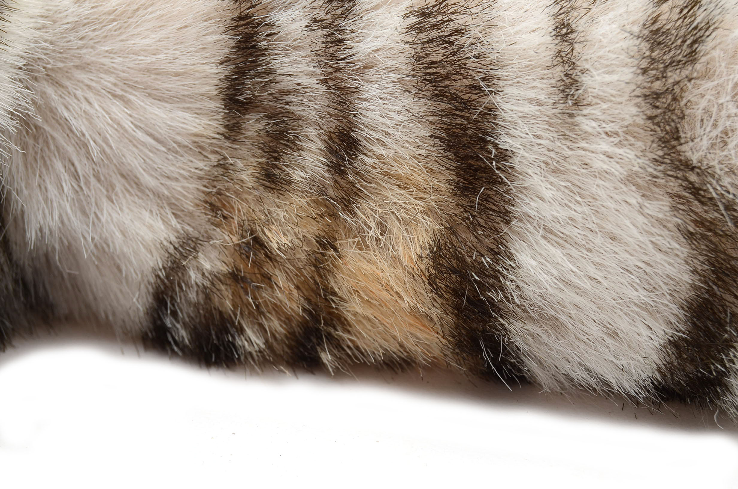 F.A.O. Schwartz Limited Edition Steiff White Tiger Cub