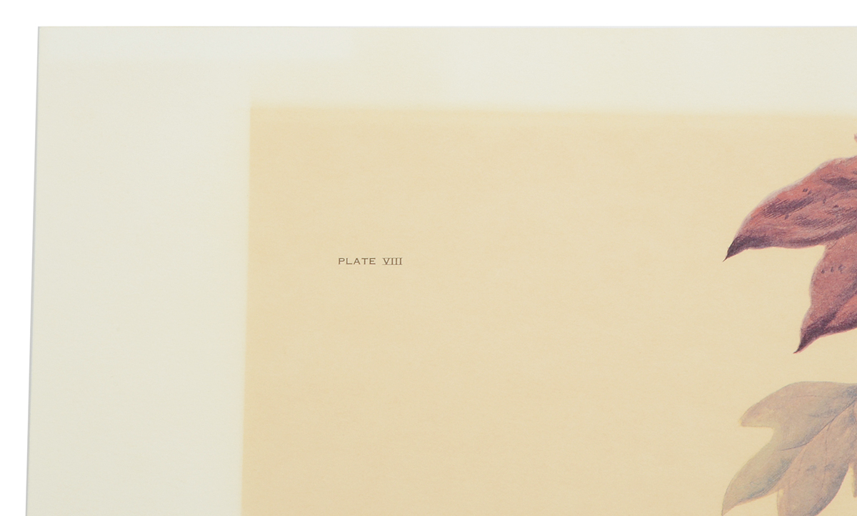 John Ruthven Signed 1968 Limited Edition Offset Lithograph "Wood Ducks"