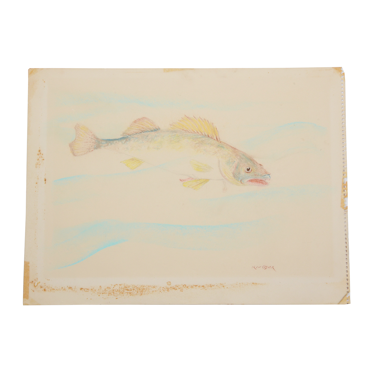 Ken Ozier Original Pastel Drawing of a Salmon