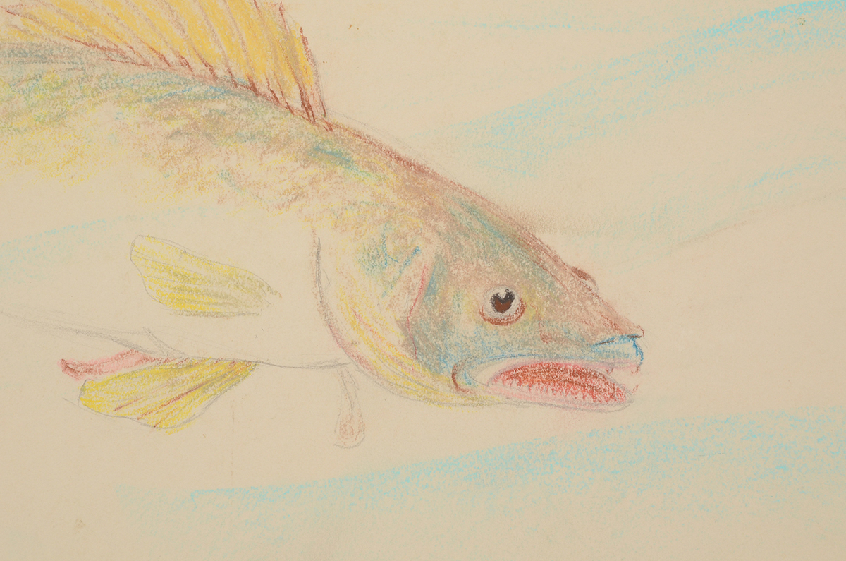 Ken Ozier Original Pastel Drawing of a Salmon