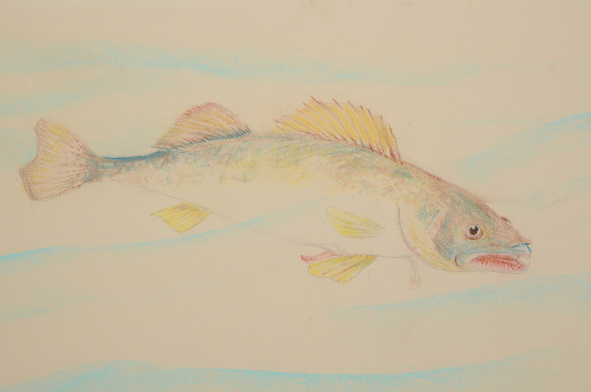Ken Ozier Original Pastel Drawing of a Salmon