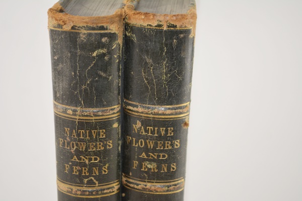 Antique 1879 Thomas Meehan "The Native Flowers and Ferns of the United States" Hardcover Books Vol. I&II