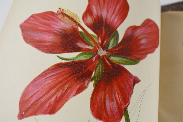 Antique 1879 Thomas Meehan "The Native Flowers and Ferns of the United States" Hardcover Books Vol. I&II