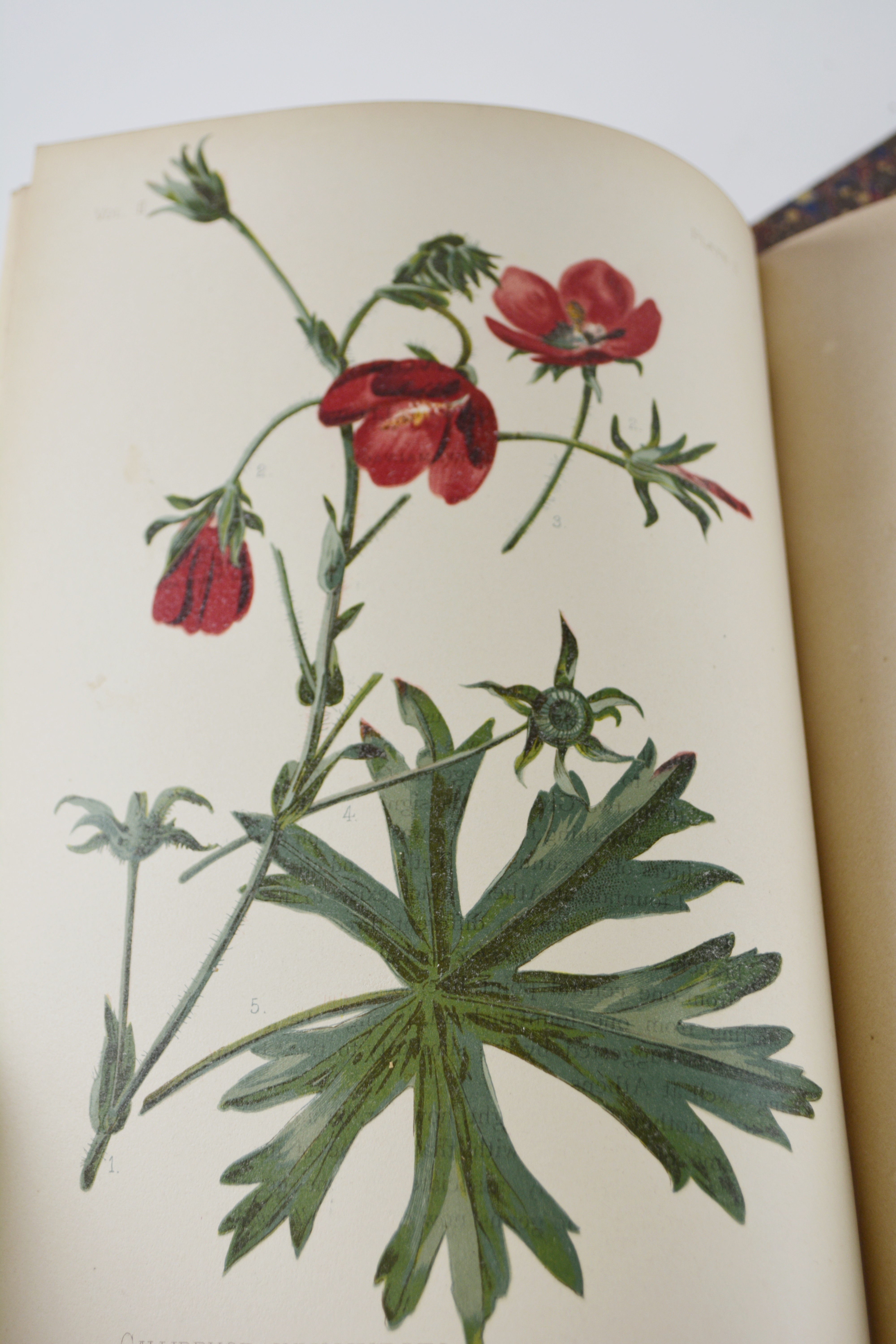 Antique 1879 Thomas Meehan "The Native Flowers and Ferns of the United States" Hardcover Books Vol. I&II